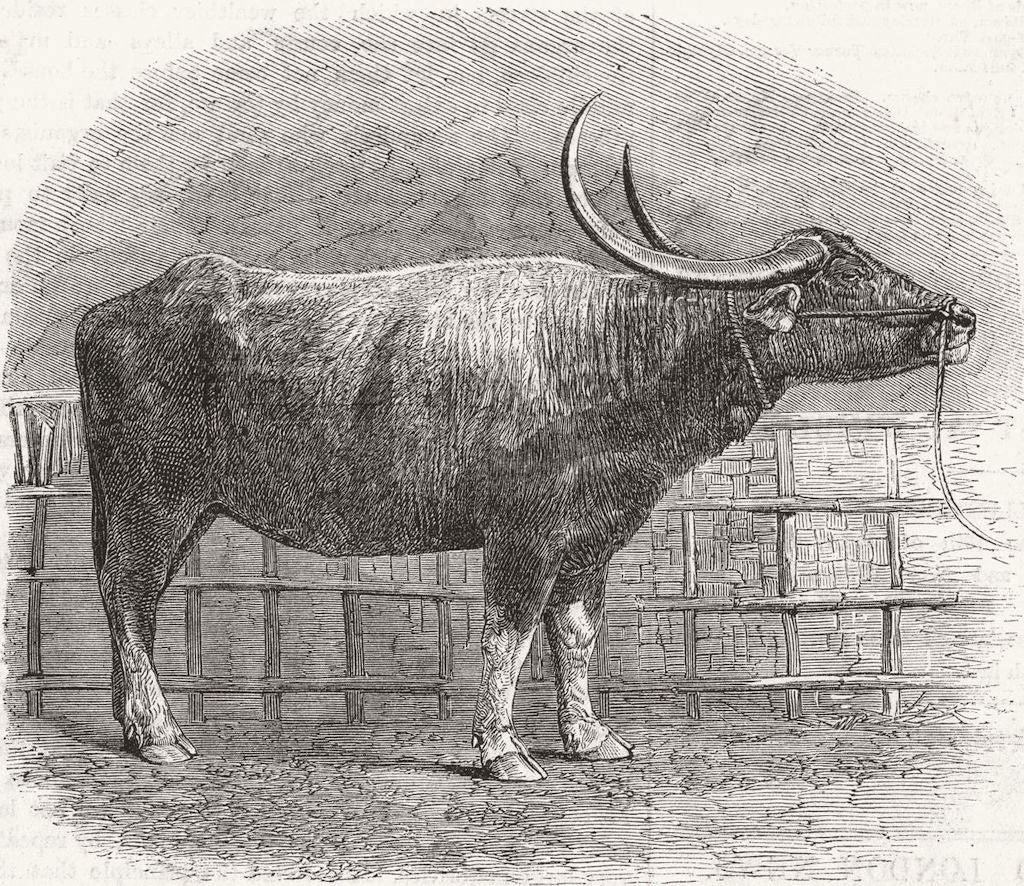 RANGOON. Kolkata farm Show. Buffalo cow  1864 old antique print picture
